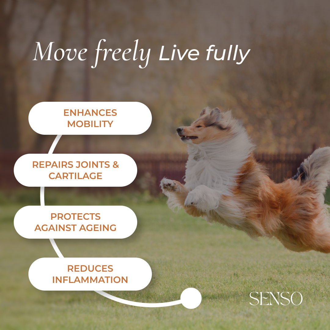 How to Read a Dog Joint Supplement Label: A Guide for Savvy Owners