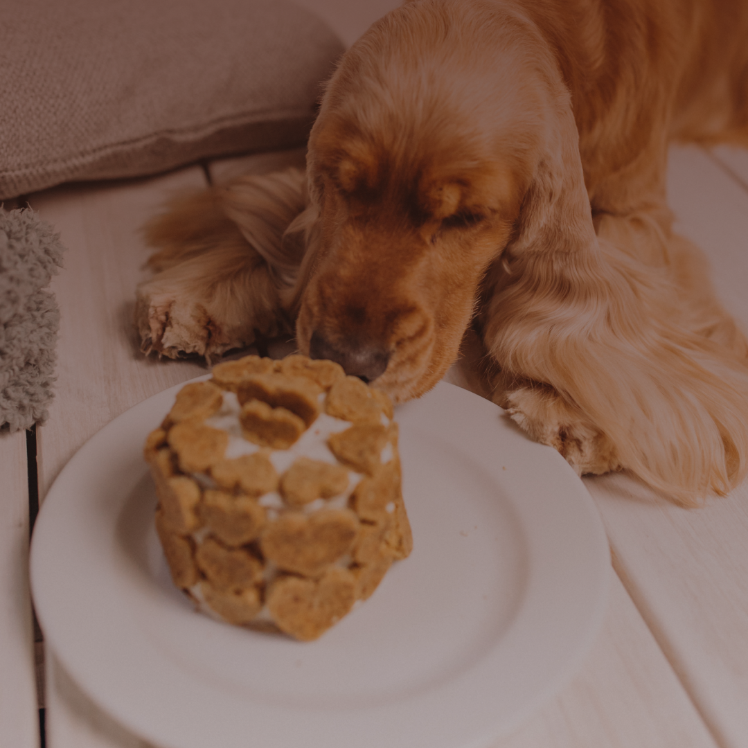 Daily-Essentials Senso Pet