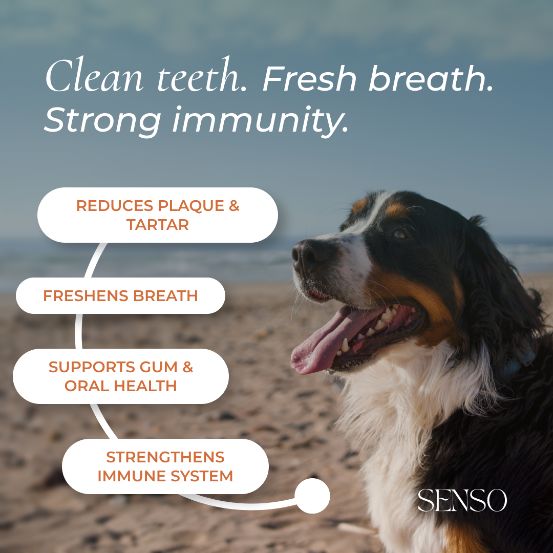 Brown Algae sensopet.co.uk